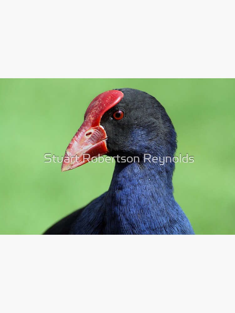 Purple Swamphen by Sparky2000