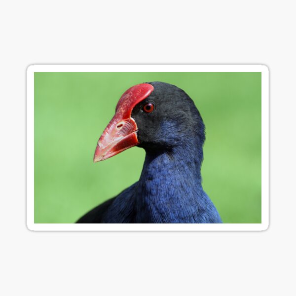 Purple Swamphen Sticker