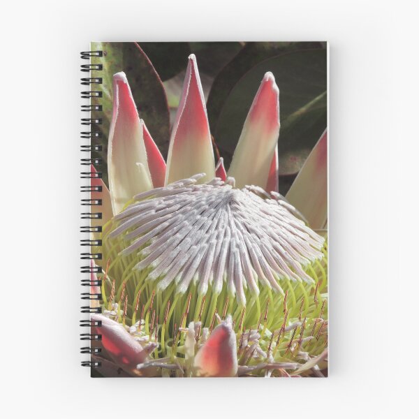 Item preview, The King Protea (Protea cynaroides) designed and sold by Marilyn Harris.