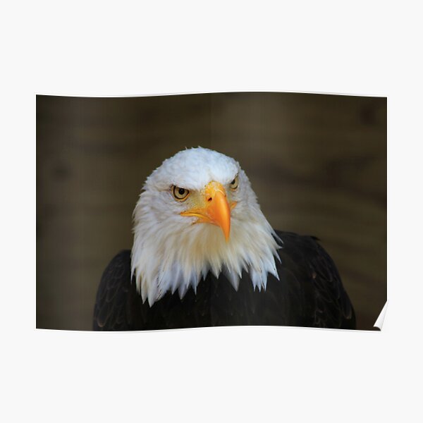 Bald Headed Eagle Poster