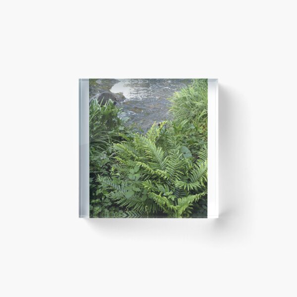 Item preview, Ferns and rapids, Warburton, Victoria designed and sold by Roz McQuillan Fine Art & Photography.