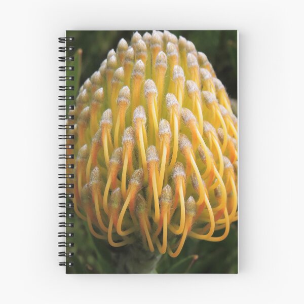 Item preview, Leucospermum cordifolium  designed and sold by Marilyn Harris.
