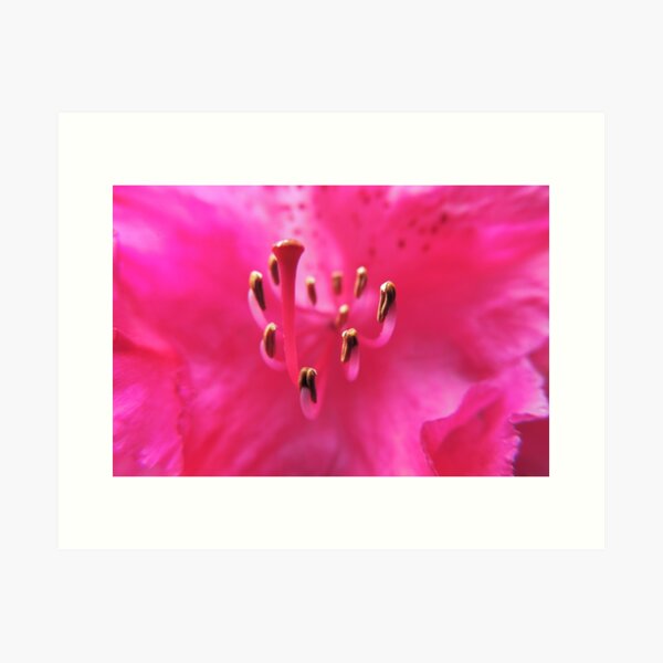 Item preview, Inner Sanctum of a Rhododendron Nova Zembla designed and sold by Marilyn Harris.