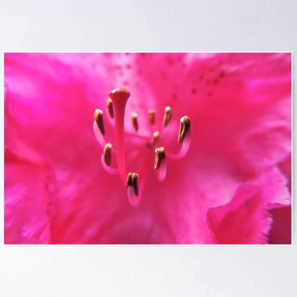 Item preview, Inner Sanctum of a Rhododendron Nova Zembla designed and sold by Marilyn Harris.