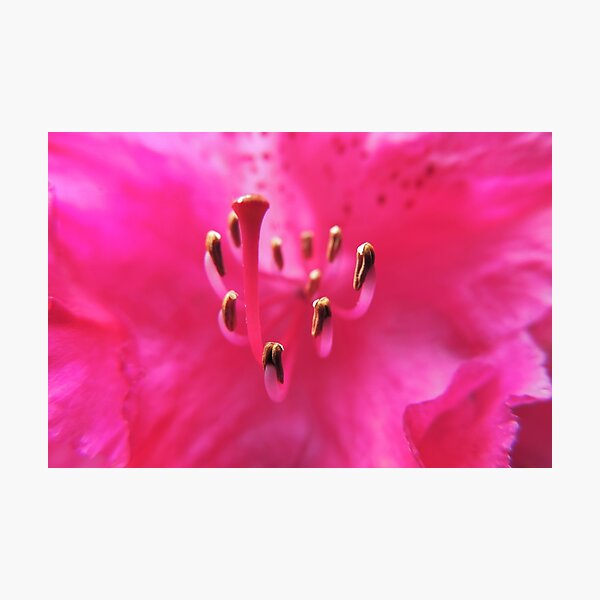 Item preview, Inner Sanctum of a Rhododendron Nova Zembla designed and sold by Marilyn Harris.