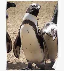 Penguin Poster