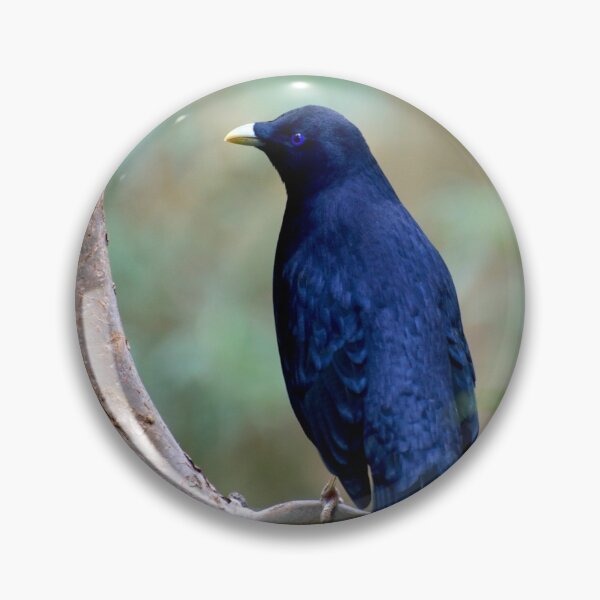 Item preview, Satin Bowerbird designed and sold by GP1746.