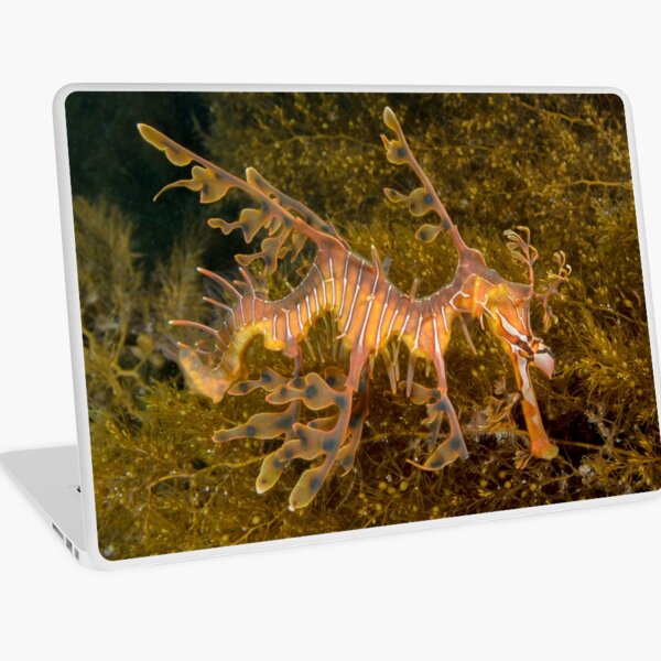 Juvenile Leafy Seadragon - Phycodurus eques Laptop Skin