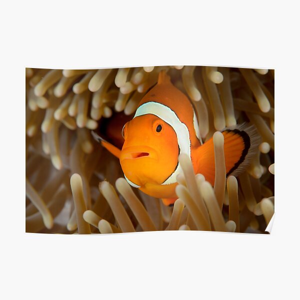False Clown Anemonefish - Amphiprion ocellaris Poster