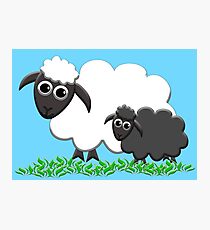 Baby Black Sheep with Ewe Mom Photographic Print
