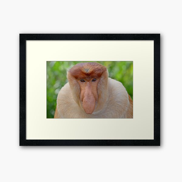Proboscis Monkey - Nasalis larvatus Framed Art Print