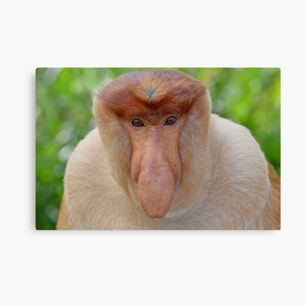 Proboscis Monkey - Nasalis larvatus Canvas Print
