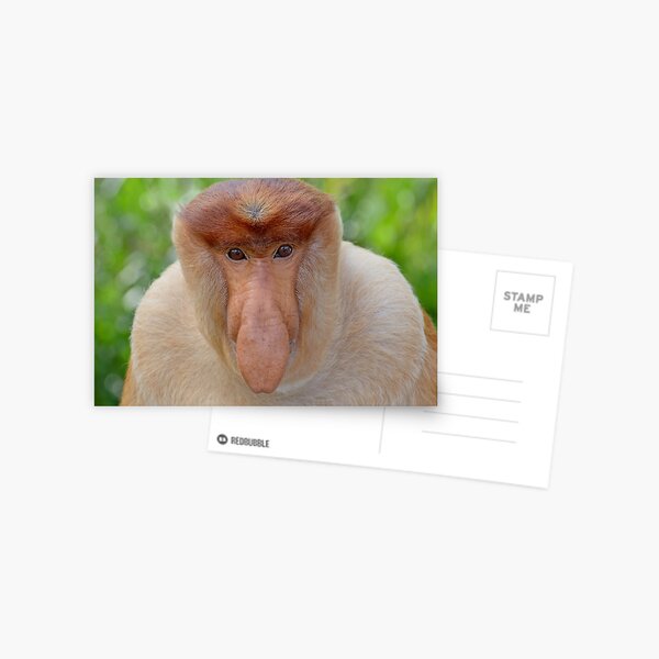 Proboscis Monkey - Nasalis larvatus Postcard