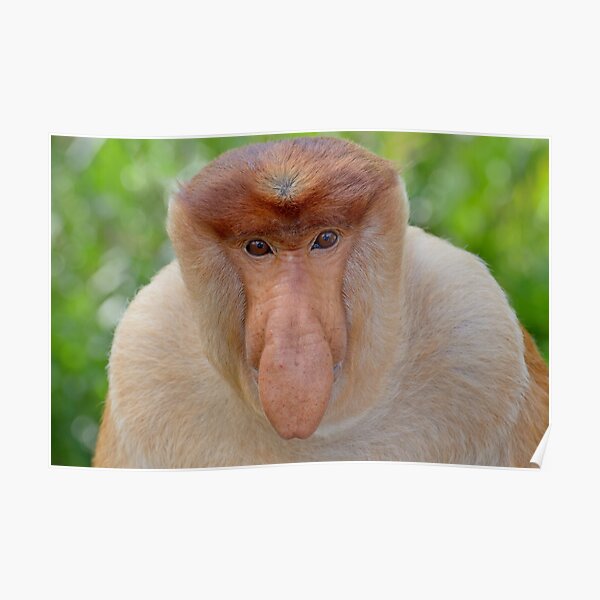 Proboscis Monkey - Nasalis larvatus Poster