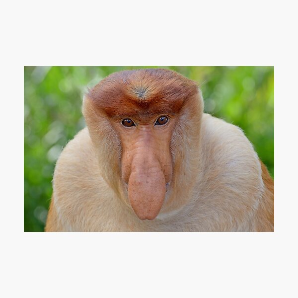 Proboscis Monkey - Nasalis larvatus Photographic Print