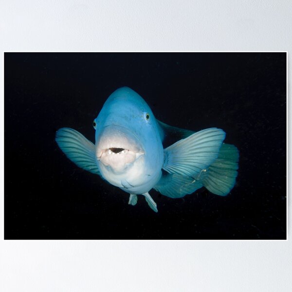 Eastern Blue Groper - Achoerodus viridis Poster