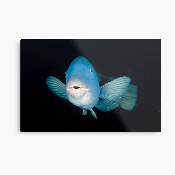 Eastern Blue Groper - Achoerodus viridis Metal Print