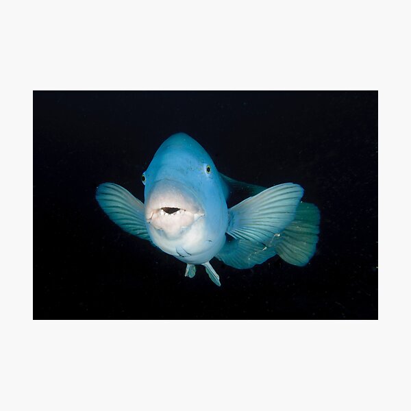Eastern Blue Groper - Achoerodus viridis Photographic Print