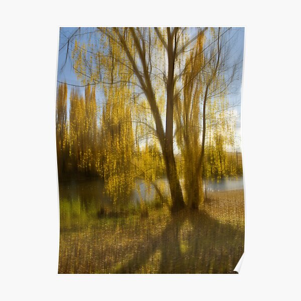 Gum tree by the Snowy River, Snowy Mountains, Australia Poster