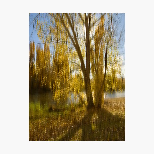 Gum tree by the Snowy River, Snowy Mountains, Australia Photographic Print