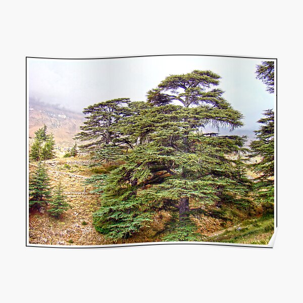 Cedars, Lebanon Poster