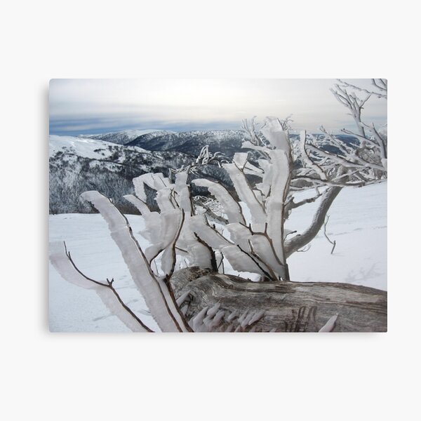 Rime ice Metal Print