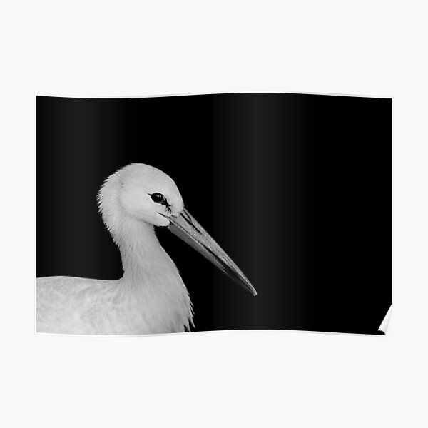 White Stork Poster