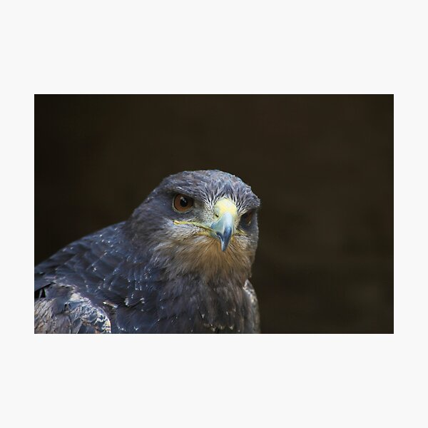 Chilian Buzzard Eagle Photographic Print