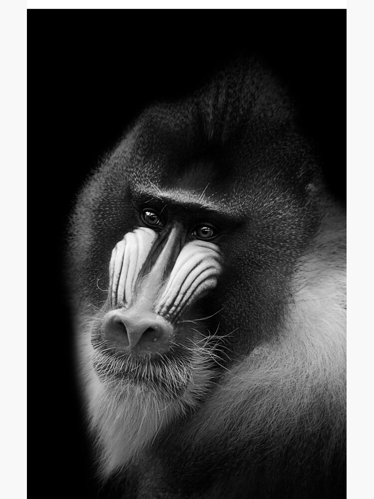 Mandrill by Sparky2000