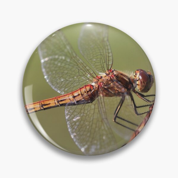 Item preview, Vagrant Darter designed and sold by cuprum.