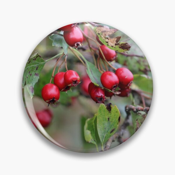 Item preview, Hawthorn Berries designed and sold by cuprum.