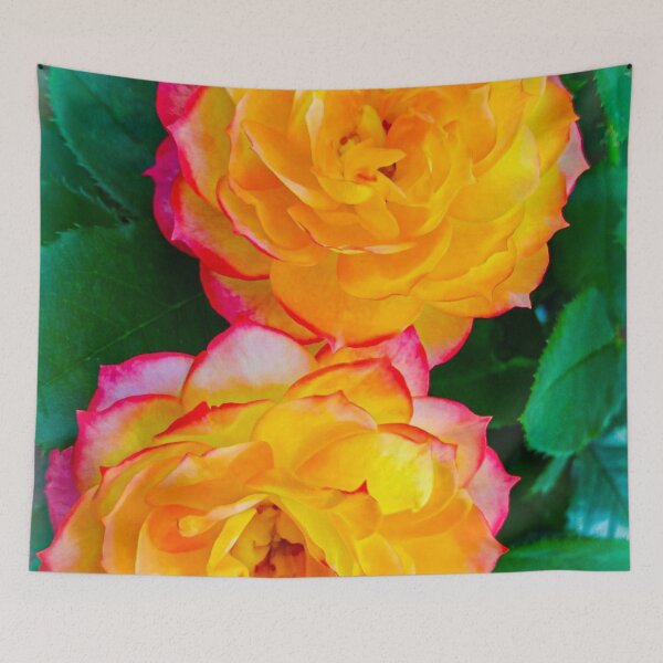 Aperçu de l'œuvre Roses caméléon en pleine floraison créée et vendue par MagicMoon23.
