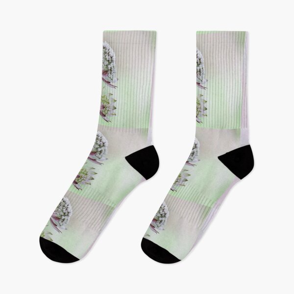 Item preview,  Astrantia Trio designed and sold by John Ray.