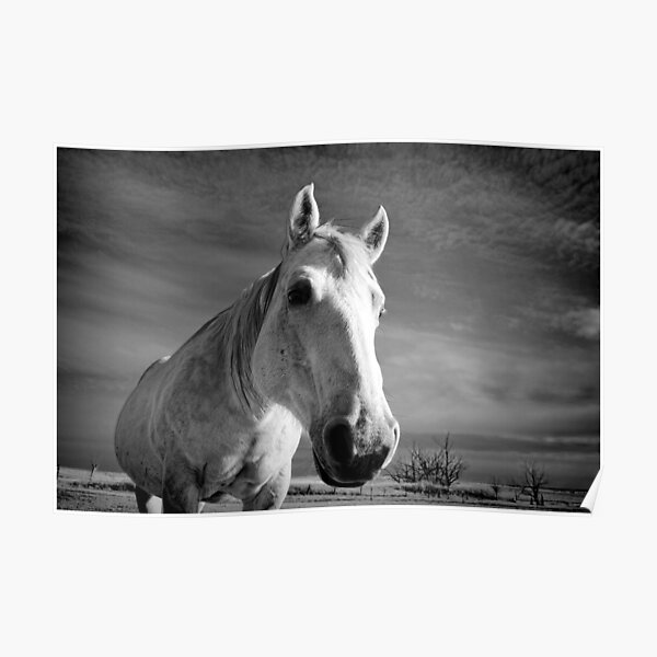 Our Mare Stormy Poster