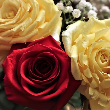 Artwork thumbnail, Roses Three by RVogler