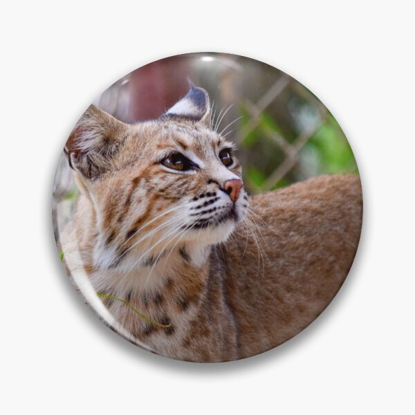 Item preview, Mia the Bobcat designed and sold by brookecabin.