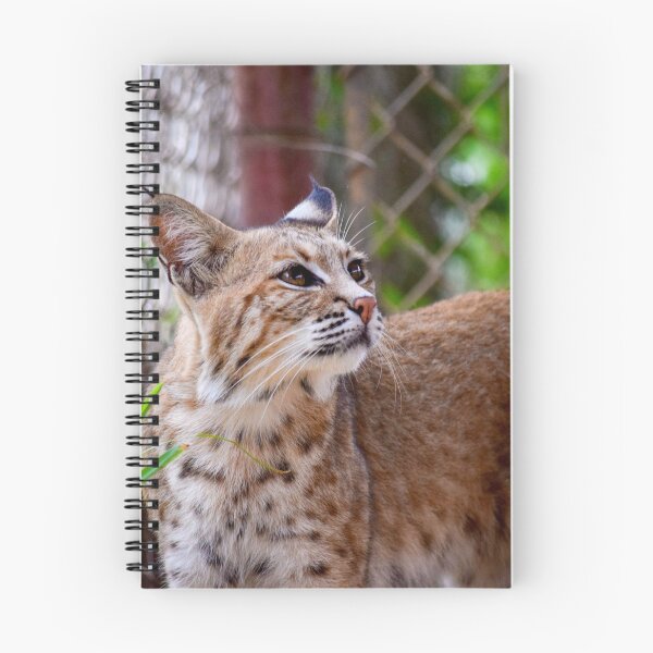 Item preview, Mia the Bobcat designed and sold by brookecabin.