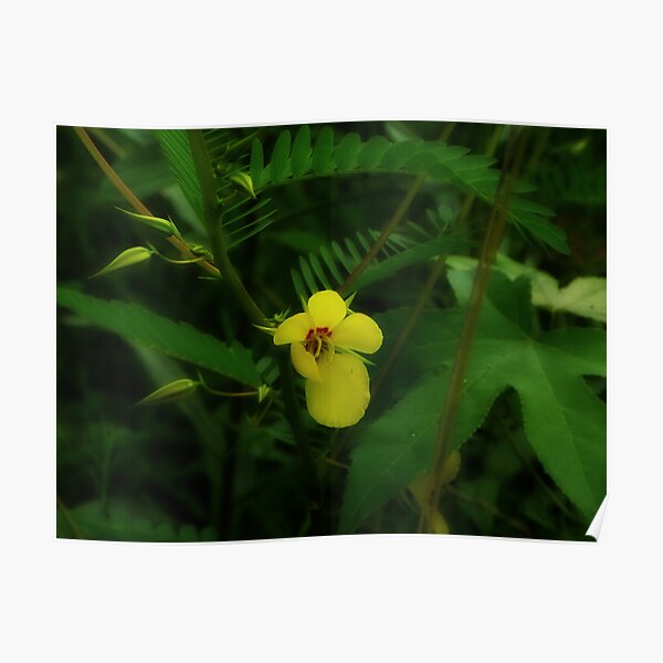 Partridge Pea Poster