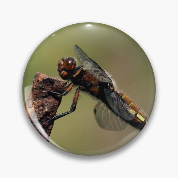 Item preview, Broad-bodied Chaser en profile designed and sold by cuprum.