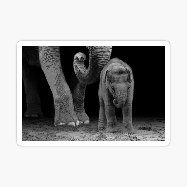Mother and Calf Sticker
