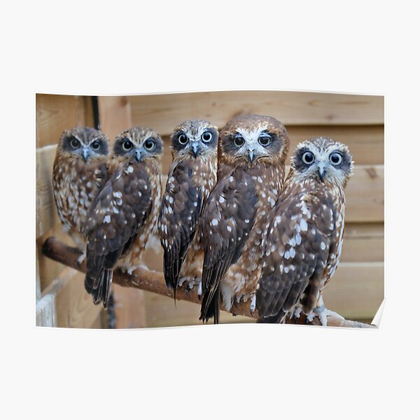 Póster «Southern Boobook Cross Eyed Owls » de Purshue Redbubble