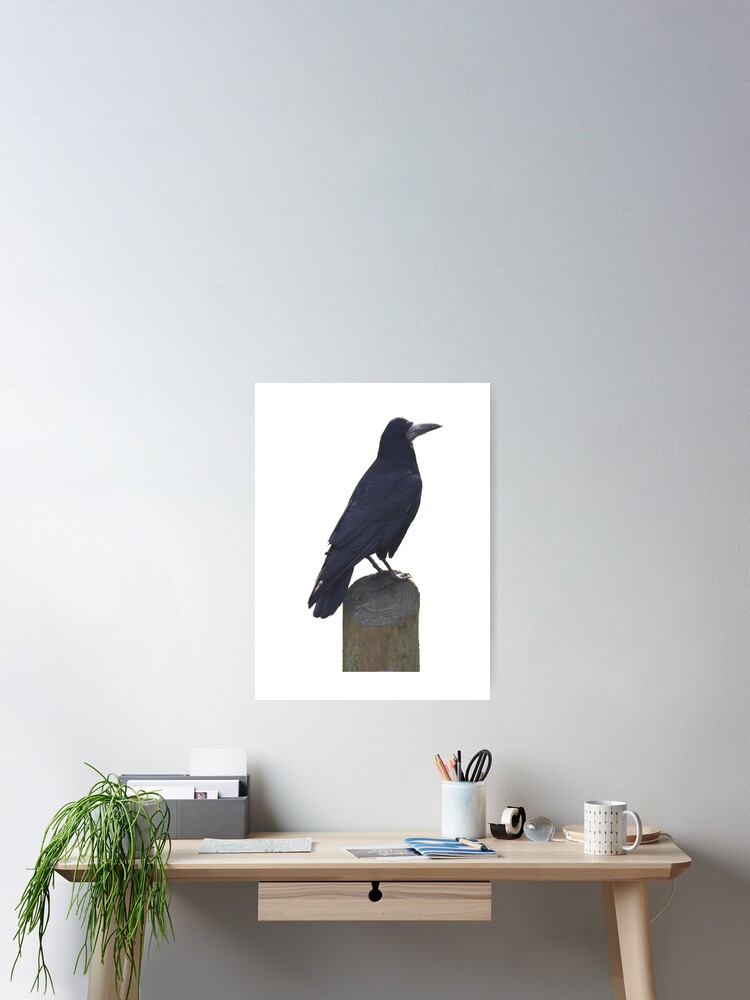 Crow Profile