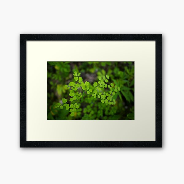 Anemone in Green Framed Art Print