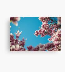 Blossoms Canvas Print
