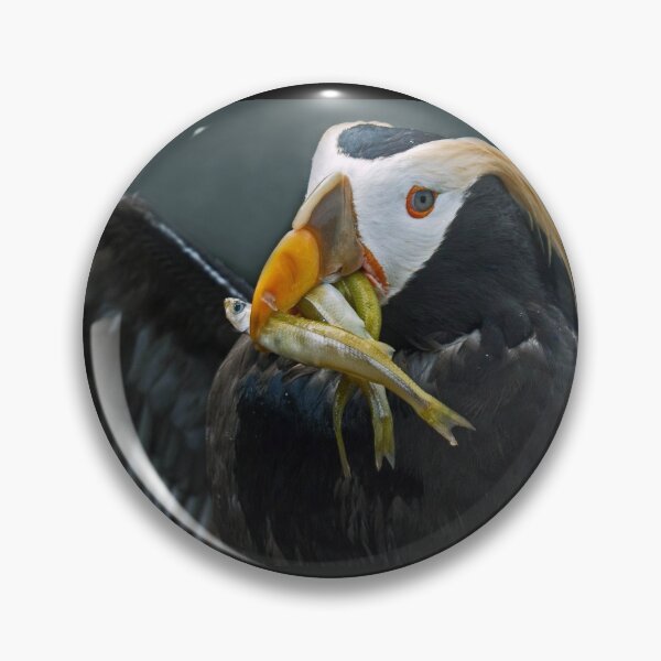 Item preview, Tufted Puffin Snacking on Sardines designed and sold by TheCurators.
