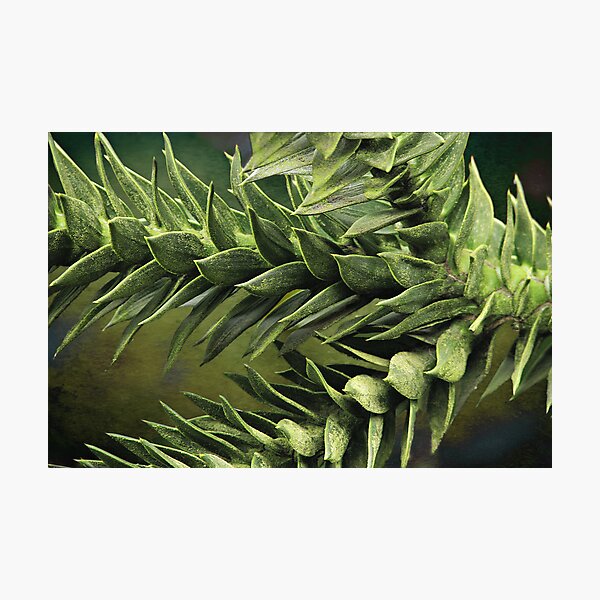 Part of the Puzzle Photographic Print