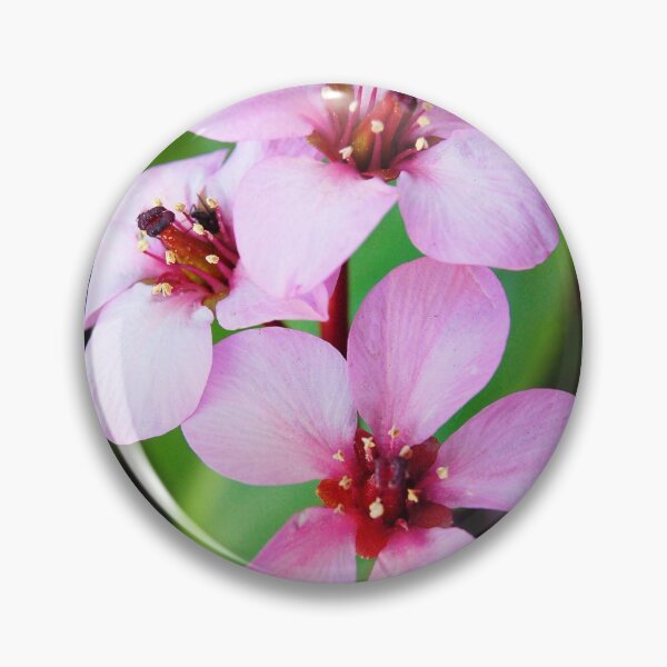 Item preview, Soft Mauve  designed and sold by WaterGardens.