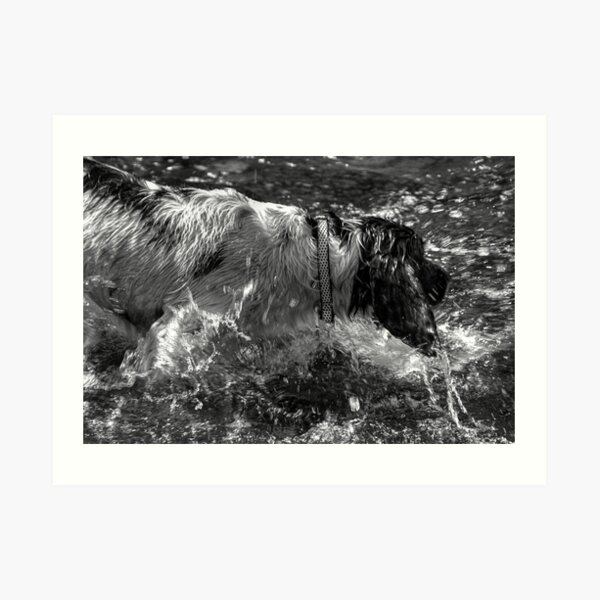 SPRINGER SPANIEL Art Print