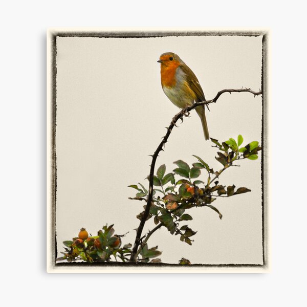 Item preview, Robin on wild rose designed and sold by Geoff Carpenter.