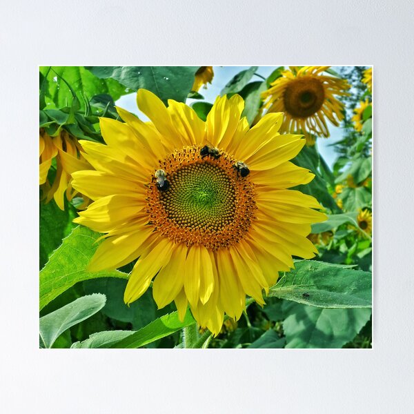 Item preview, 3 Bees designed and sold by Colleen Drew.